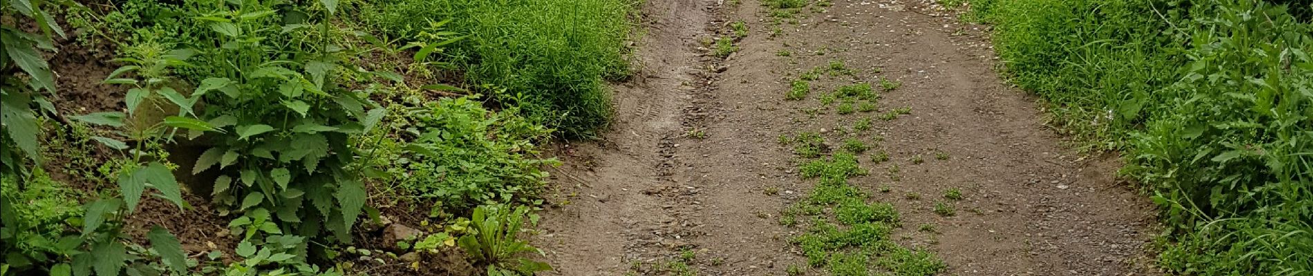 Randonnée Marche Tokaj - Tokaj - Photo