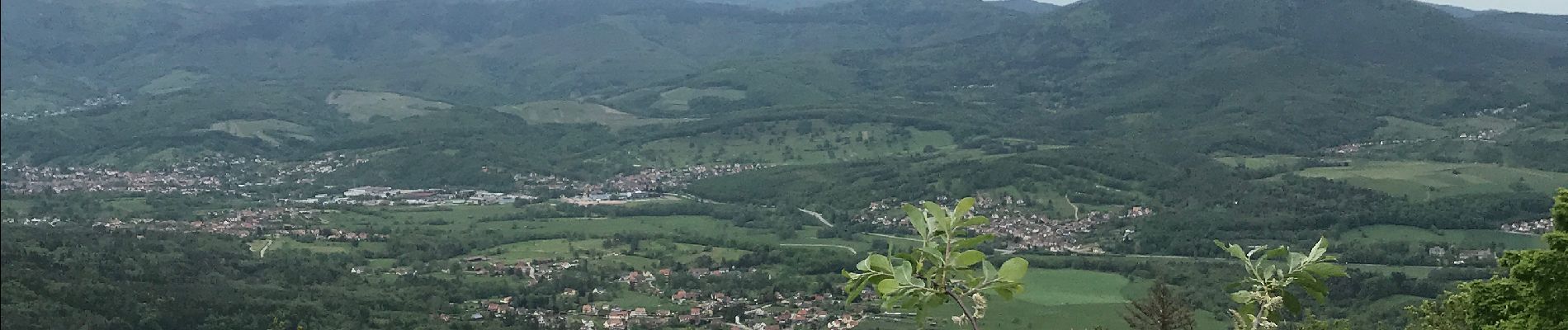 Trail Walking Neubois - Frankenbourg. Rocher dû coucou  - Photo