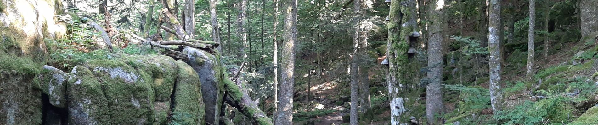 Randonnée Marche La Bresse - le honneck - Photo