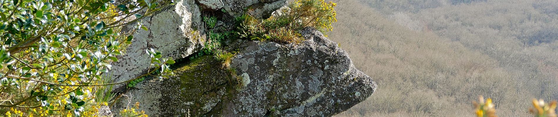 Tour Zu Fuß Athis-Val-de-Rouvre - Sentier du granite - Photo