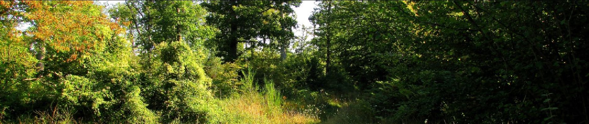 Tocht Stappen Rethondes - en forêt de Laigue_8_06_2020_les Routes des Bonshommes, de la Trouée des Bonhommes_Route forestière de Sainte-Croix - Photo