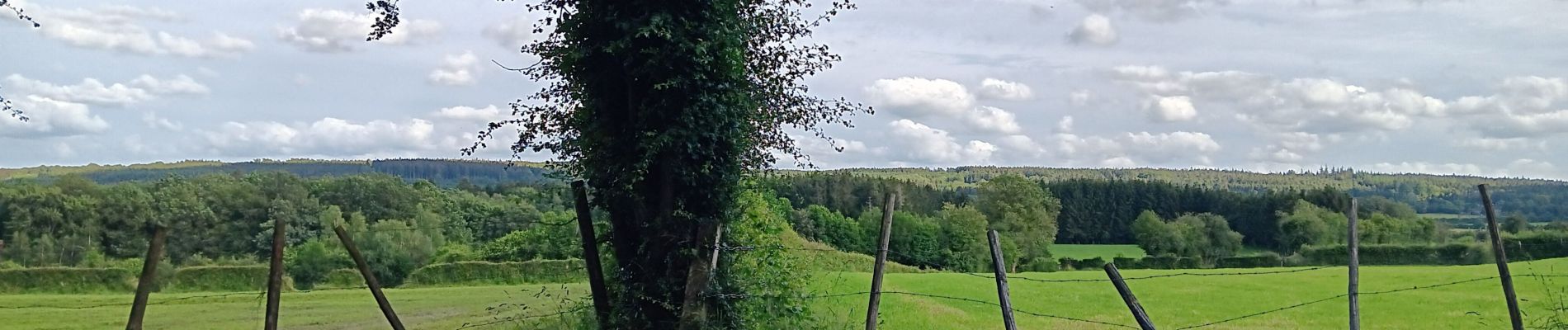 Randonnée Marche Jalhay - dans les,nous d'Herbierster - Jalhay - Photo