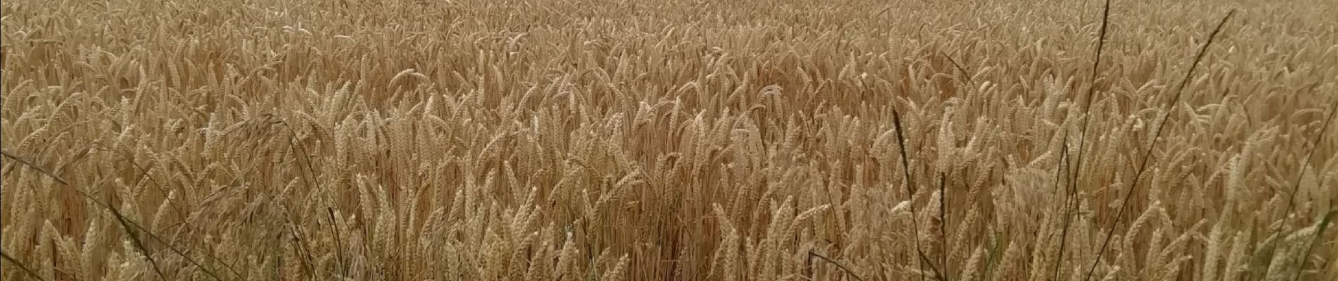 Randonnée Marche Mesnil-en-Ouche - Autour de Granchain - Photo