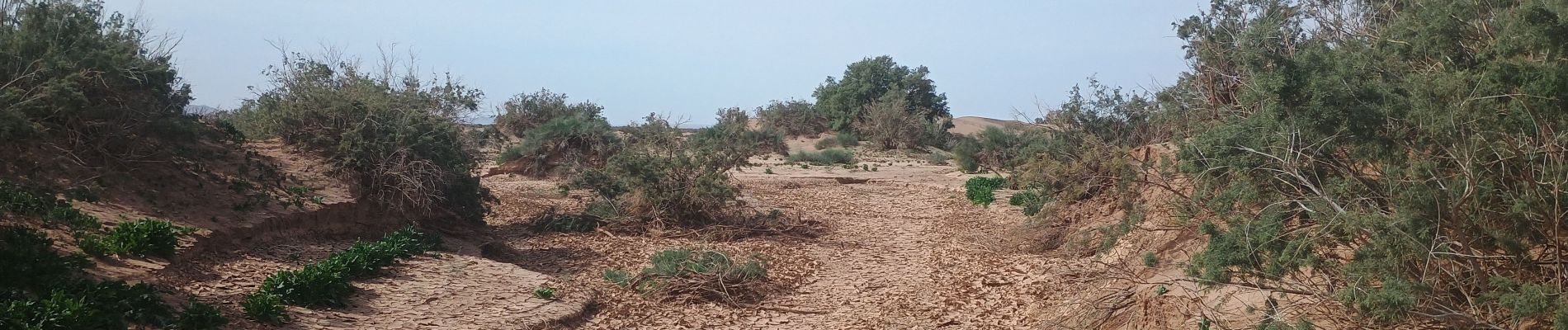 Trail Walking M'Hamid El Ghizlane - Parcours du matin Campement 4 - Photo