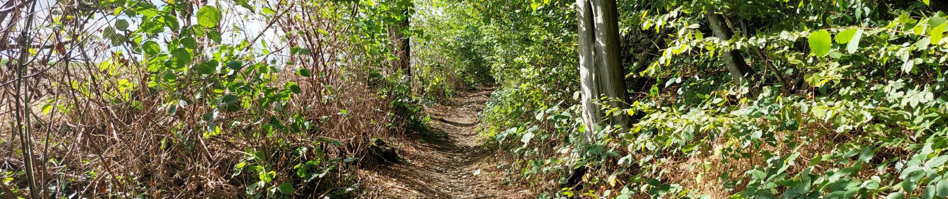 Tour Wandern Froidchapelle - Entre forêt et lac - Photo