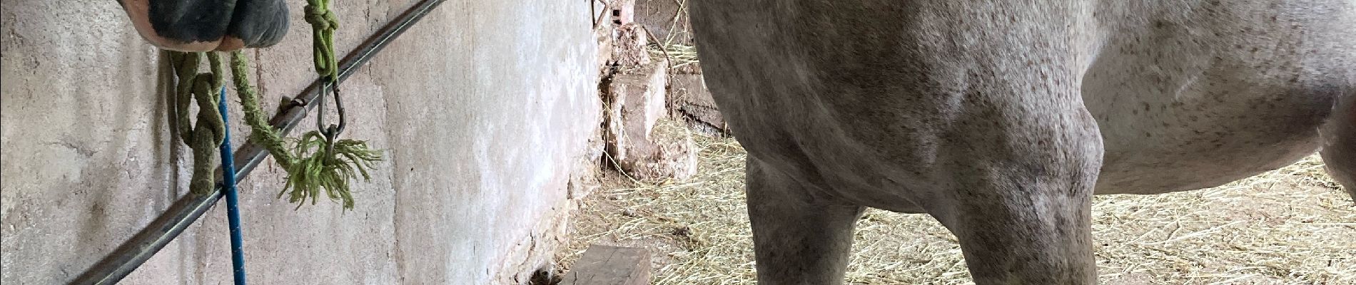 Tour Reiten Saint-Martin - Sortie avec joyeux  - Photo