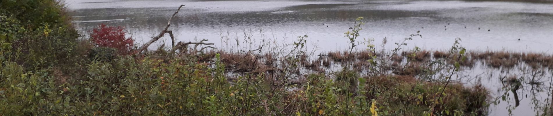 Randonnée Marche Sauville - bairon le lac  - Photo