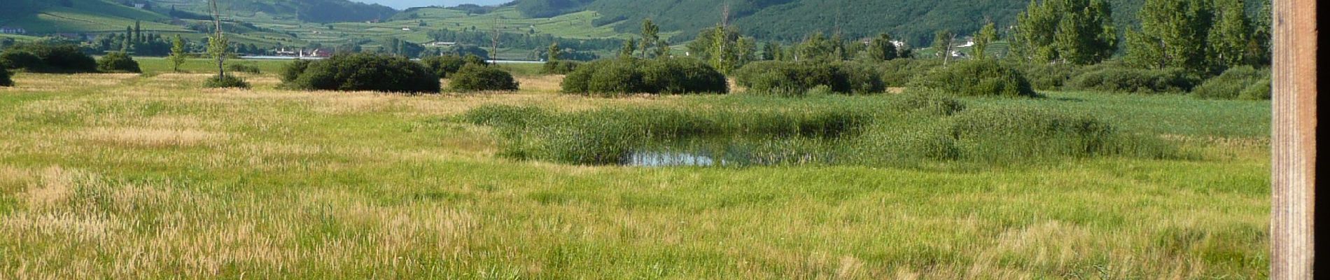 Tour Zu Fuß Kaltern an der Weinstraße - Seerundweg - Photo