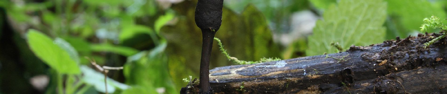 Percorso A piedi Gomadingen - Querweg des Schäbischen Albvereins (blaue Raute) - Photo