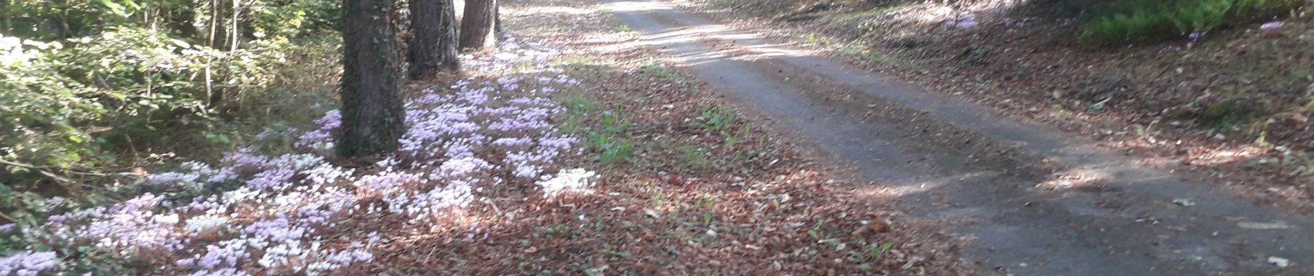 Tour Wandern La Bazouge-des-Alleux - Bazouge des Alleux - 11 km - Photo