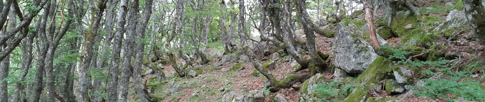 Tocht Stappen Mont-Dore - Petit tour aux myrtilles depuis le camping - Photo