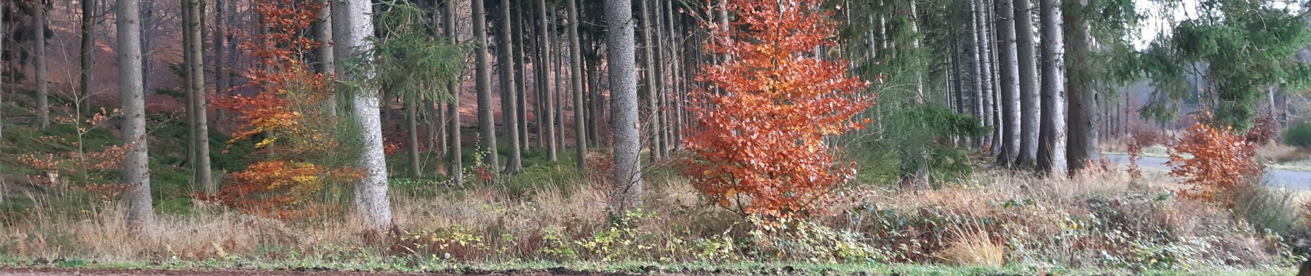 Tocht Stappen Baelen - Hestreux 25 Km - Photo