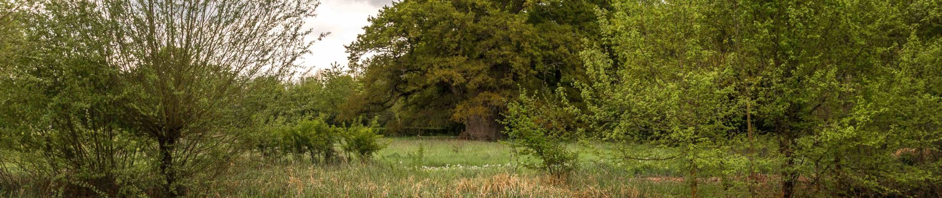 Excursión Senderismo Pervenchères - [Itinéraire] Le chêne de La Lambonnière - Photo