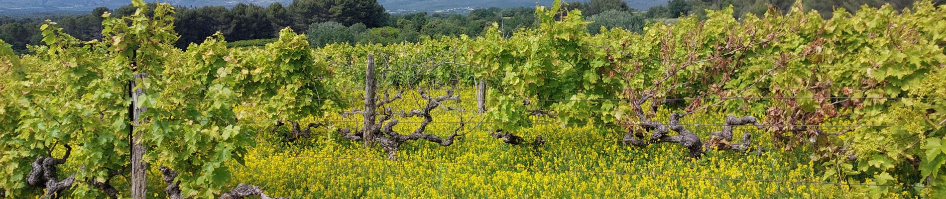 Percorso Marcia Mormoiron - Entre Vignes et Cerises - Photo