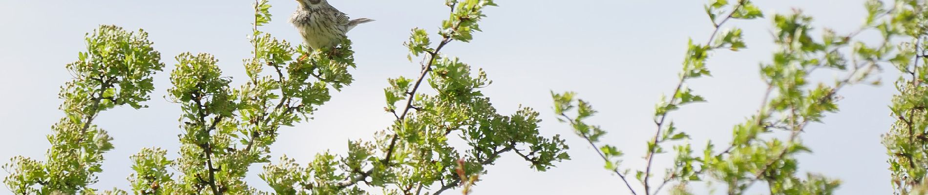 Tour Zu Fuß Unstrut-Hainich - Saugrabenweg - Photo