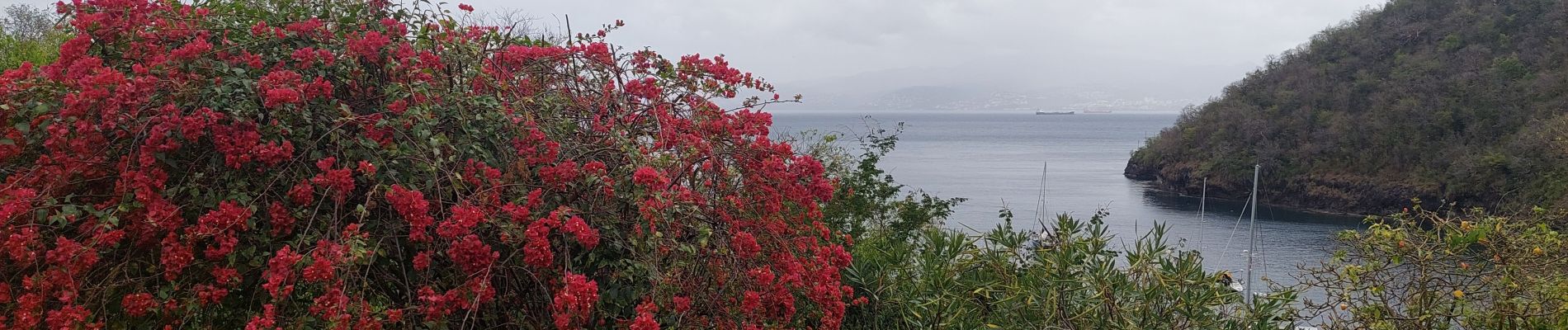 Tocht Stappen Les Anses-d'Arlet - boucle Anse noire-Galochat-Anse noire  - Photo