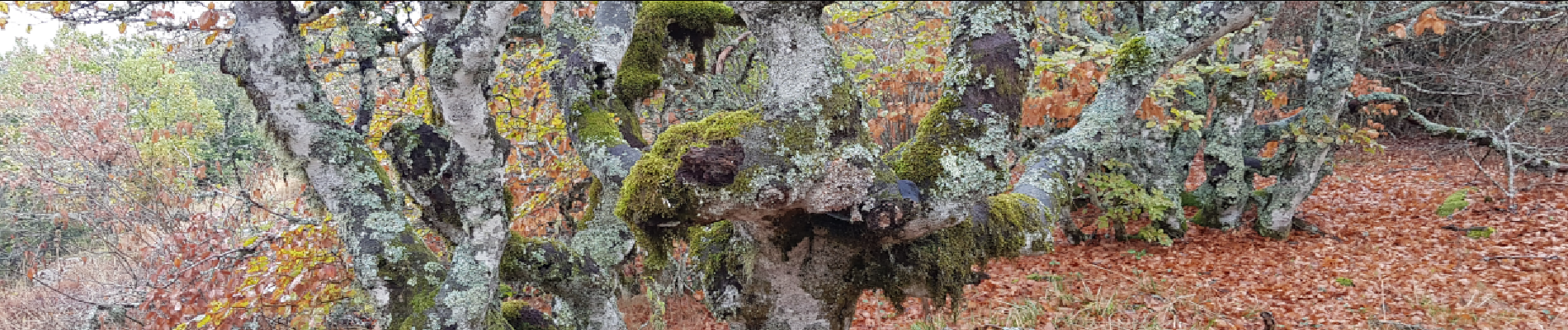 Tour Nordic Walking Prades-d'Aubrac - SityTrail - Sentier thématique de Brameloup - Photo