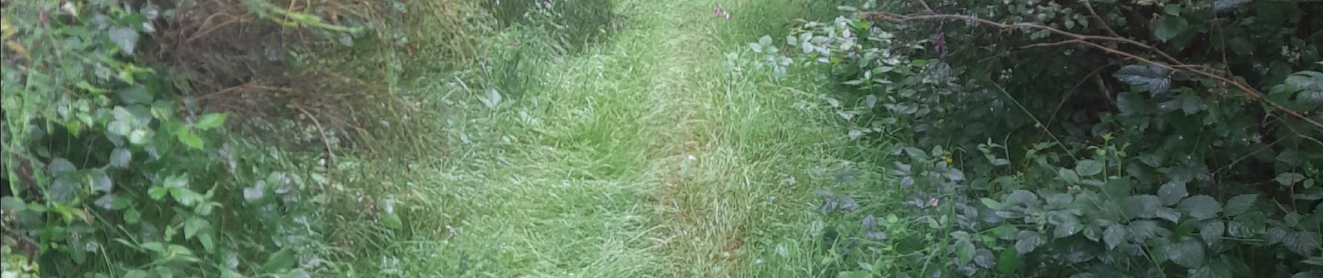 Tour Wandern Paliseul - Marche ADEPS à Carlbourg. 9 km 200 - Photo