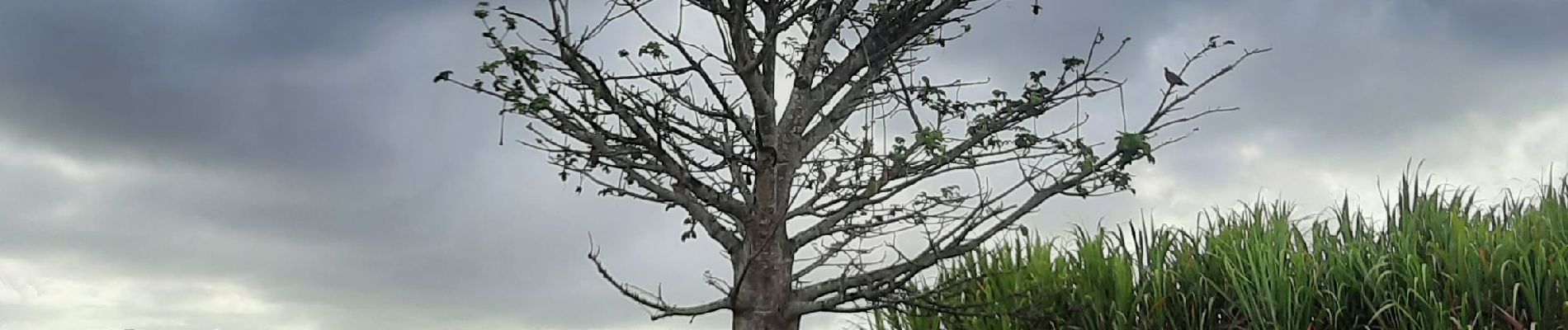 Percorso Marcia Rivière-Salée - Plantation de la Palun  - Photo