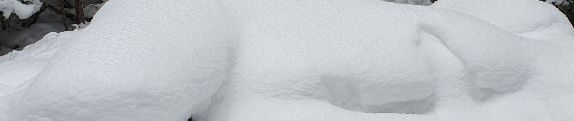 Tocht Sneeuwschoenen Bois-d'Amont - bois d'amont - Photo