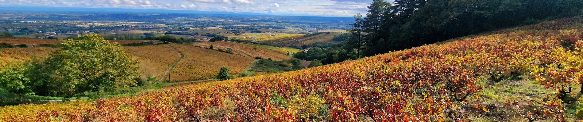 Randonnée Marche Chiroubles - Itinérant Beaujolais rouge étape 5 Chiroubles- Foretal - Photo