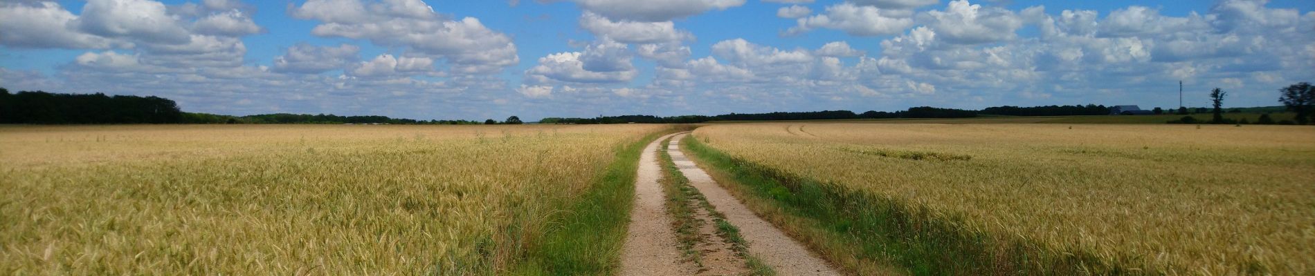 Tour Wandern Reugny - Reugny - Château de la Vallière - 13.2km 115m 3h00 - 2023 06 11 - Photo