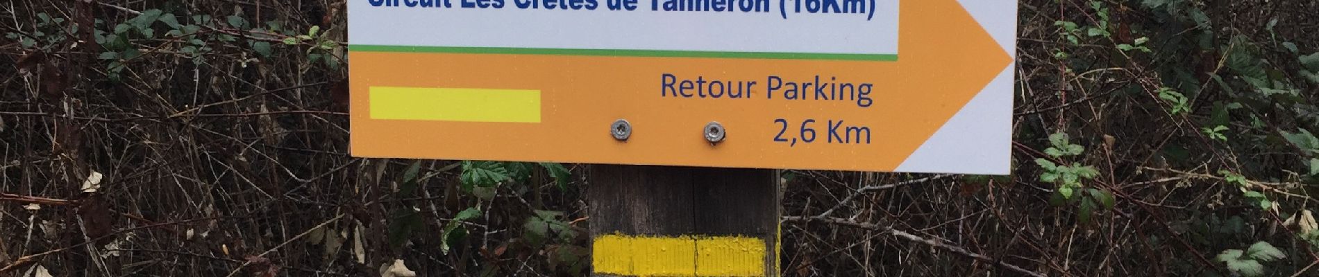 Trail Walking Tanneron - Mimosa  - Photo