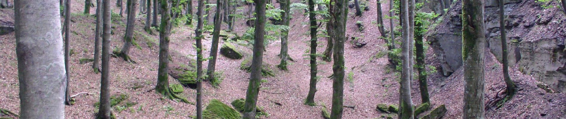 Tocht Te voet Santa Sofia - Sentiero Natura Cullacce - Photo