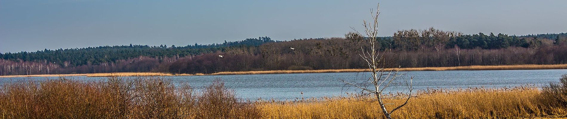 Tocht Te voet Mark Landin - Wanderweg Pinnow-Schwedt/Oder - Photo