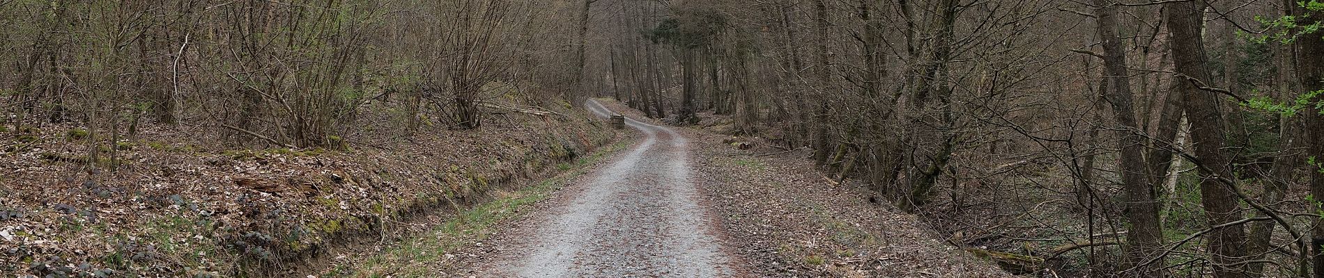 Excursión A pie Ober-Mörlen - Wanderwege Vogeltal - Eichenblatt - Photo