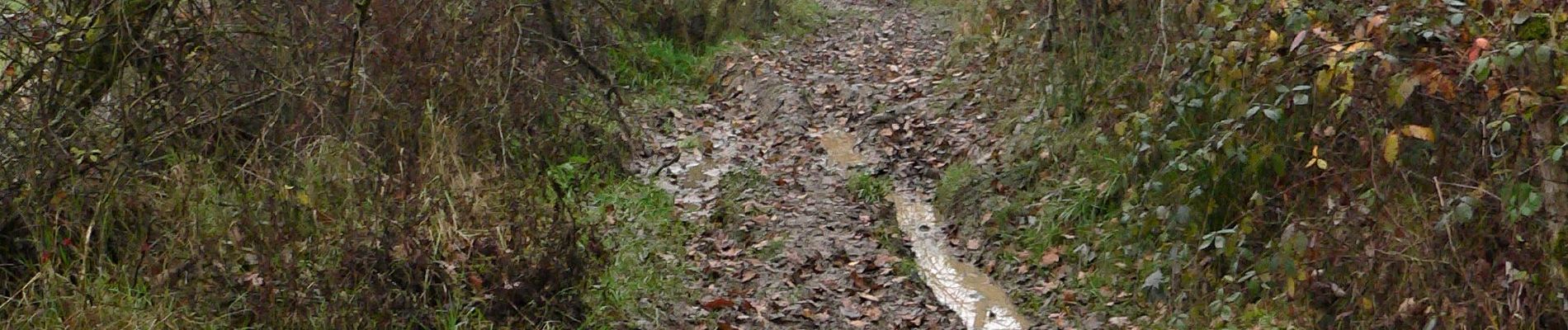 Tocht Stappen Sprimont - Sendrogne-Cornémont-Blindef - Photo