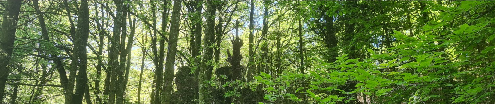 Excursión Marcha nórdica Lauroux - SityTrail - Labeil Forêt de l'Escandorgue Juin 2021 - Photo