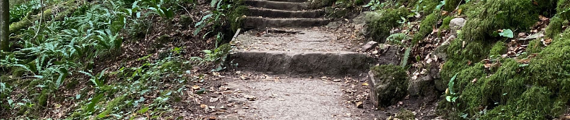 Randonnée  Consdorf - Consdorf - Echternach par le Mullerthal Trail - Photo