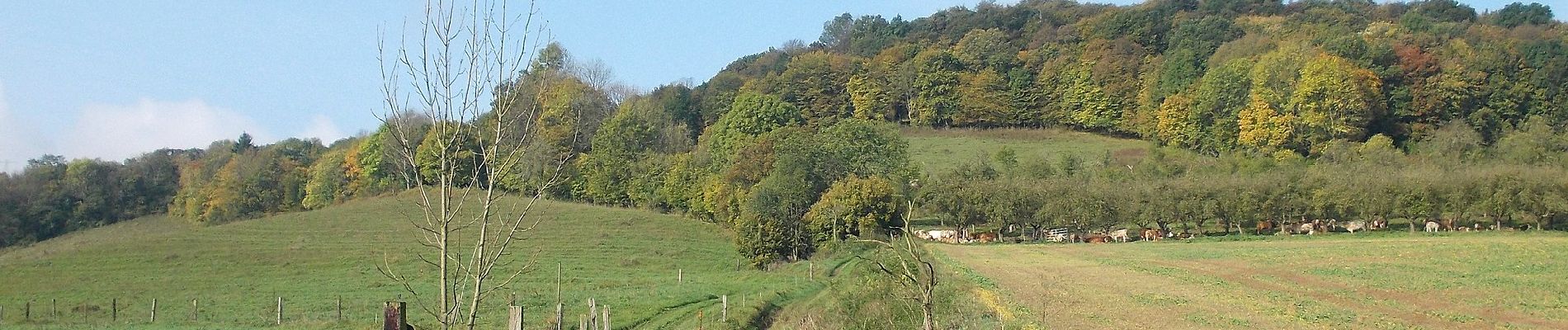 Percorso A piedi Dornburg-Camburg - Stöben-Schmiedehausen - Photo