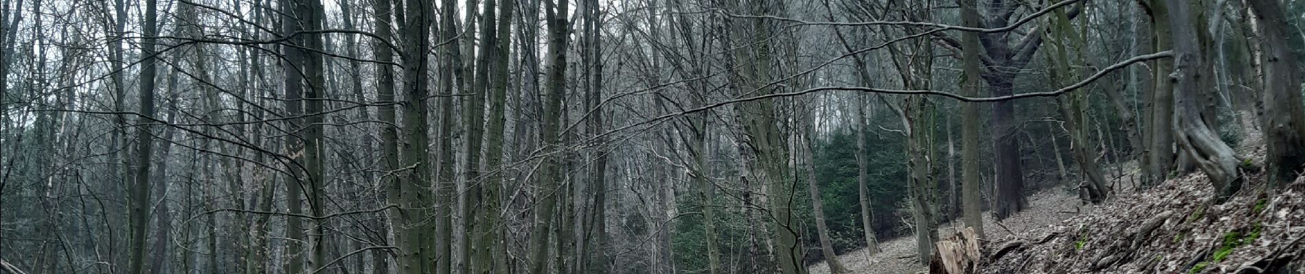 Trail Walking Chaudfontaine - tour du bois de la rochette - Photo