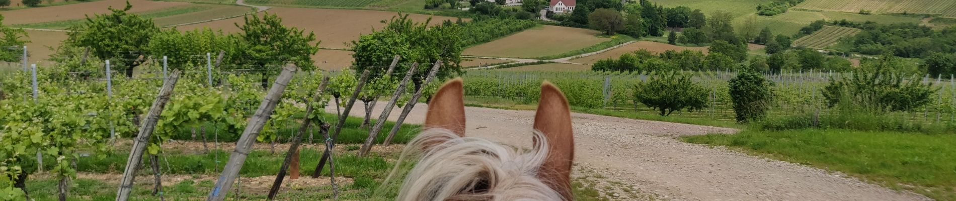 Tocht Paardrijden Mollkirch - 2019-05-26 Balade Fête des mères - Photo