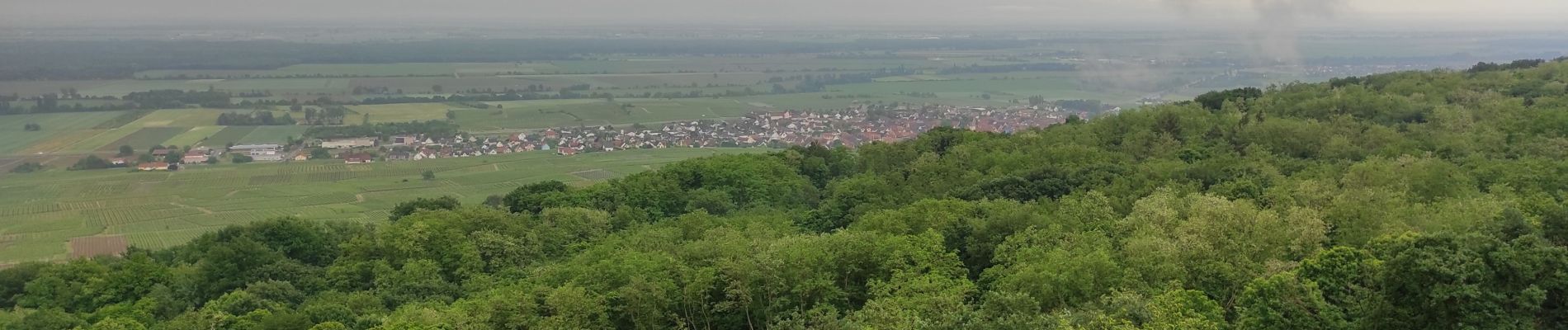 Tocht Stappen Westhalten - Westhalten  - Photo