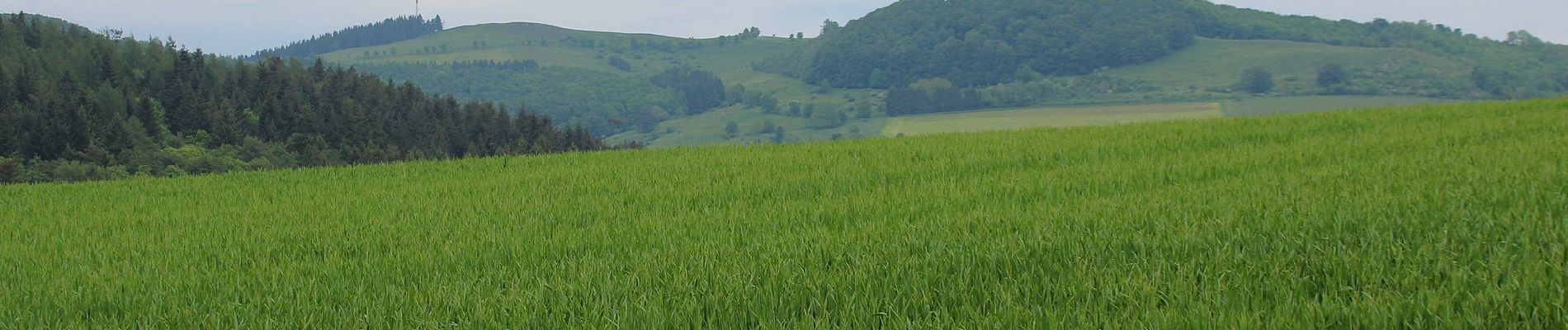 Randonnée A pied Poppenhausen - Poppenhausen - Rhön-Rundweg 1 - Photo