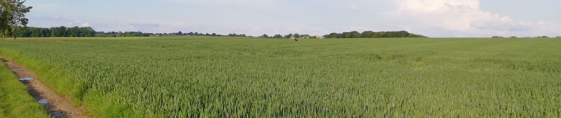 Tocht Noords wandelen Voeren - 240525 Osi FlC - Photo