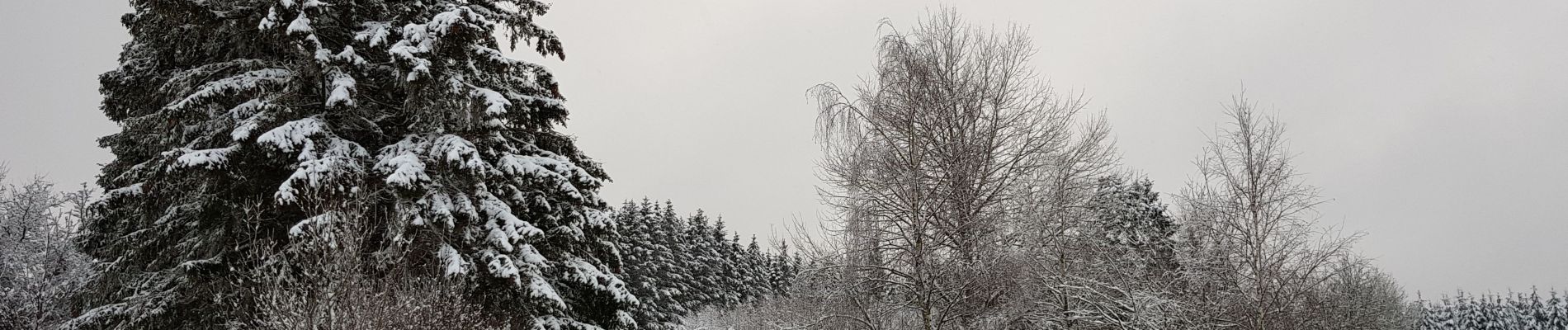 Randonnée Marche Stavelot - Hockai - Le Trôs Maret - La Fagne du Fraineu - Photo