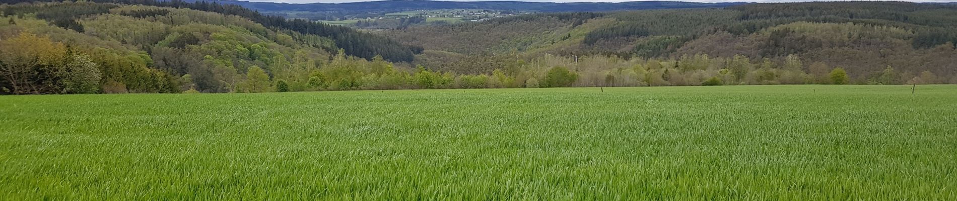 Tocht Stappen Houffalize - 15km de l'Adeps Engreux - Photo