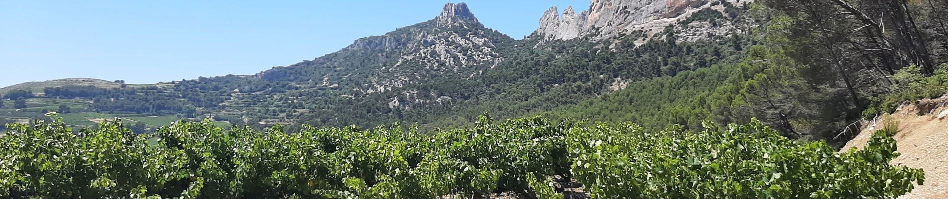 Tocht Stappen La Roque-Alric - Dentelles de Mont Miraille - Photo