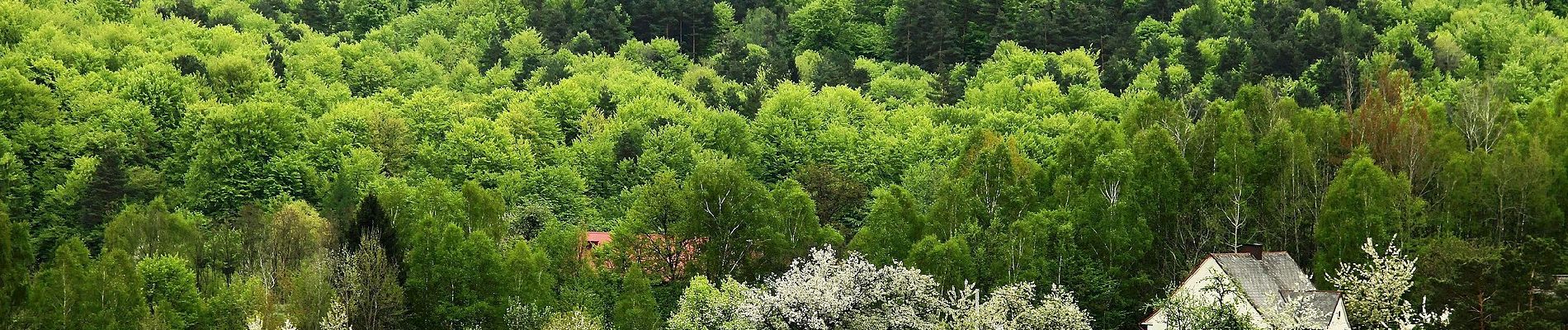 Excursión A pie Jabłonica - Szlak Jabłonica - Liwocz - Czermna - Photo