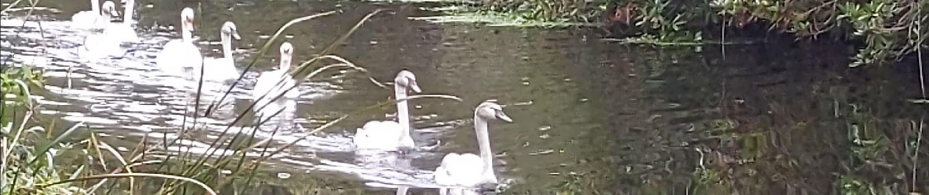 Percorso Marcia Woking - Ballade le long du canal - Photo