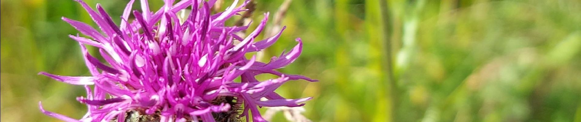 Trail Walking Algrange - orchis - Photo