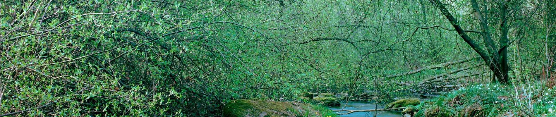 Tocht Te voet Selb - Naturfreundeweg Selb - Photo