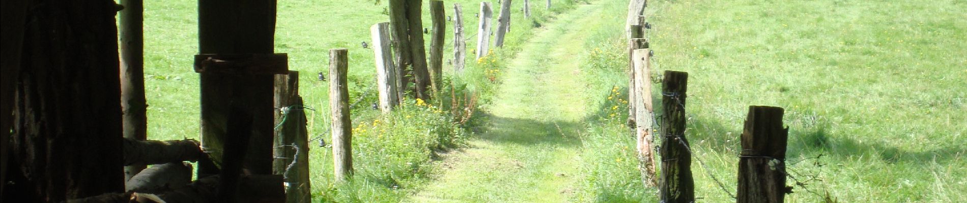 Tocht Stappen Anhée - Bois d'Annevoie - Losange jaune - Photo