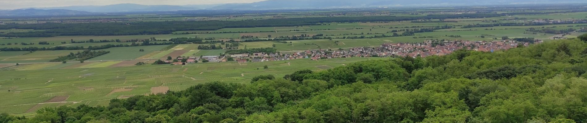 Tocht Stappen Westhalten - Westhalten  - Photo