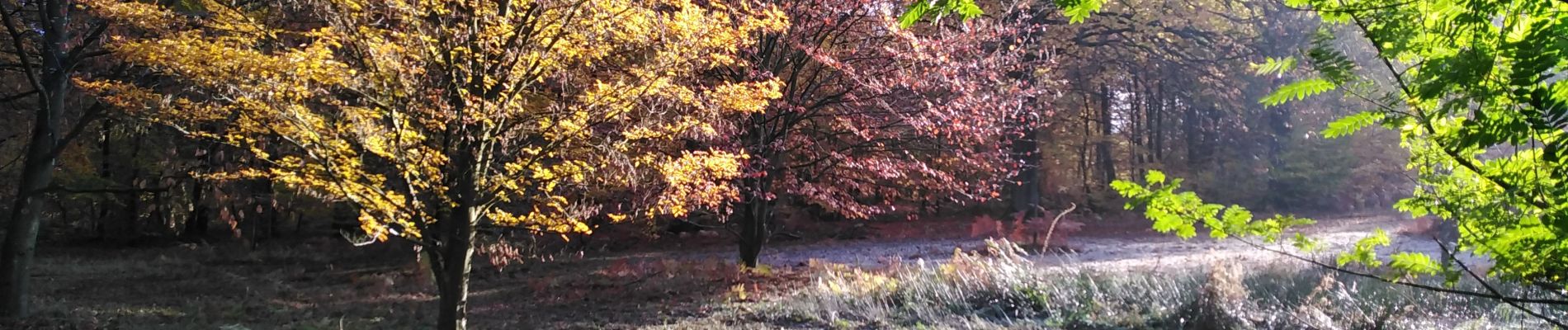 Randonnée Marche Esneux - Es eux rond de chêne  - Photo