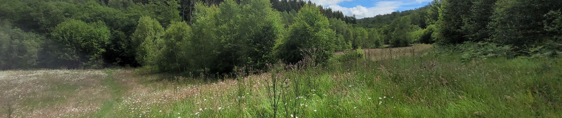 Tocht Stappen Gedinne - rando bourseigne vieille 15-06-2024 - Photo